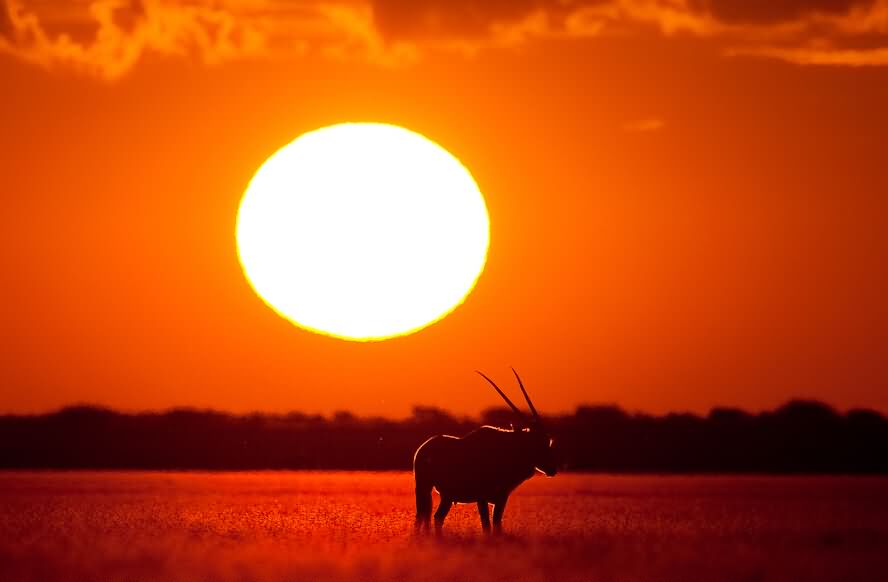 南非 Barrie Wilkins