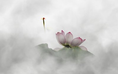 第四届国际摄影艺术展-花卉组-获奖作品