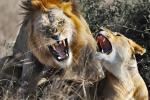 <b>肯尼亚摄影采风团――聚焦动物大迁徙体验狂野之旅</b>