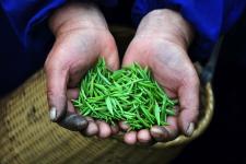 都匀毛尖茶摄影大赛征稿启事