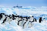 <b>南极摄影采风 聚焦60万企鹅奇观</b>