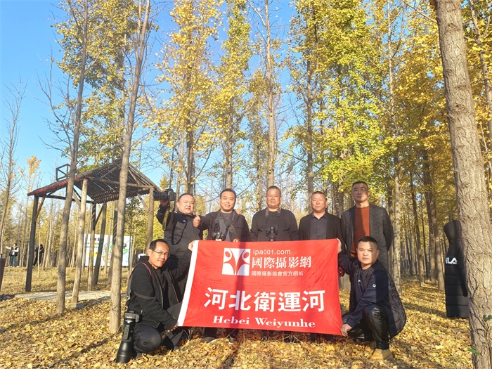 IPA河北卫运河分会会员千亩银杏林景区采风创作圆满