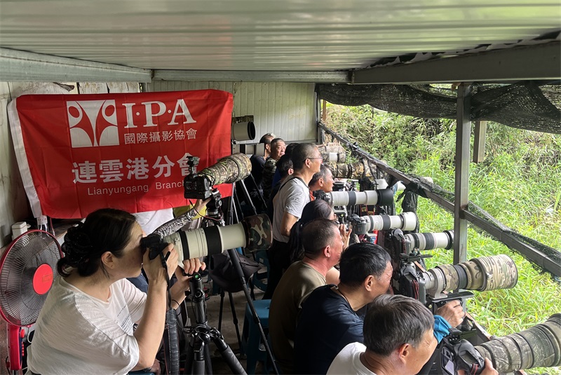腰鼓山觅羽，镜头定格自然之趣