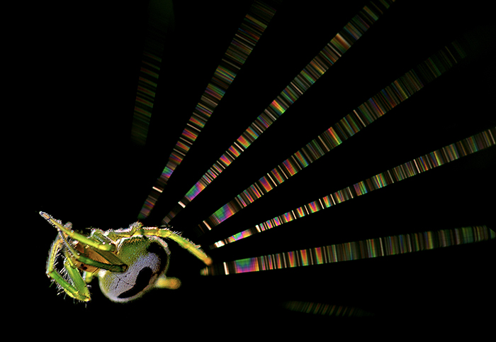 2025年国际微距与显微摄影大赛公布决赛名单，苗永，马伟华作品入选（编号1026）