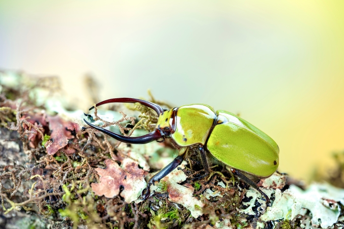 2025年第62届世界野生动物摄影师年赛（WPY）公布决赛名单，IPA4名摄影师入选（编号1061）