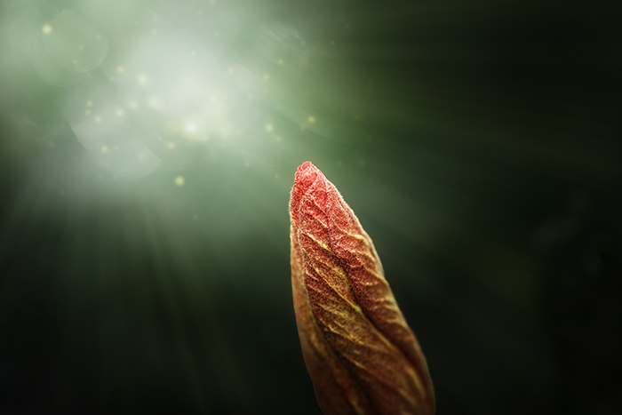 (征稿中）编号 ：1085 2026年里斯本NPS五国摄影联赛（熊天翼担任评委，495项大奖） 截稿日期：2026年4月15日 