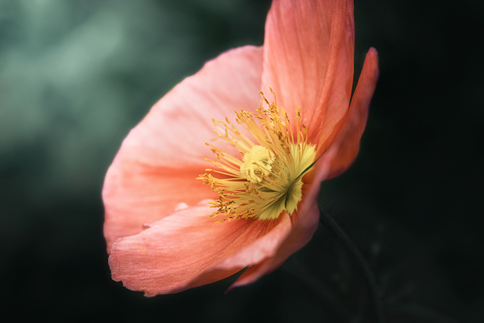 (征稿中）编号 ：1088 2026年新加坡淡马锡国际摄影沙龙巡回赛（492项大奖）截稿日期：2026年4月1日