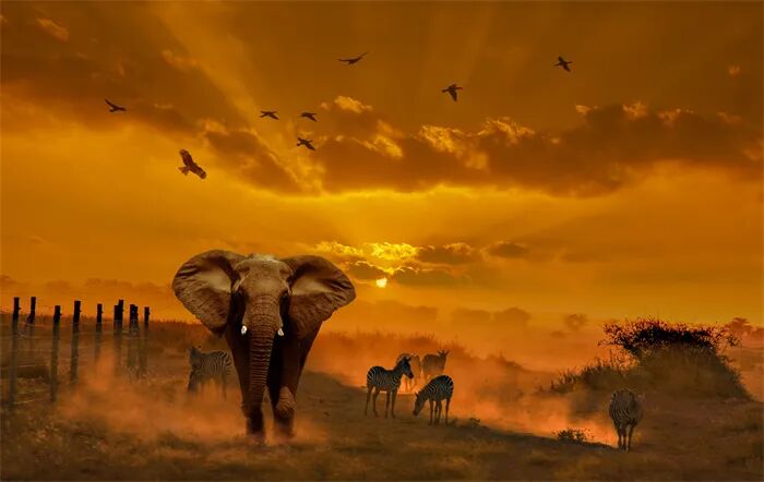 【7月21日出团】越野车VIP小团，用镜头撕裂肯尼亚的原始生命力！