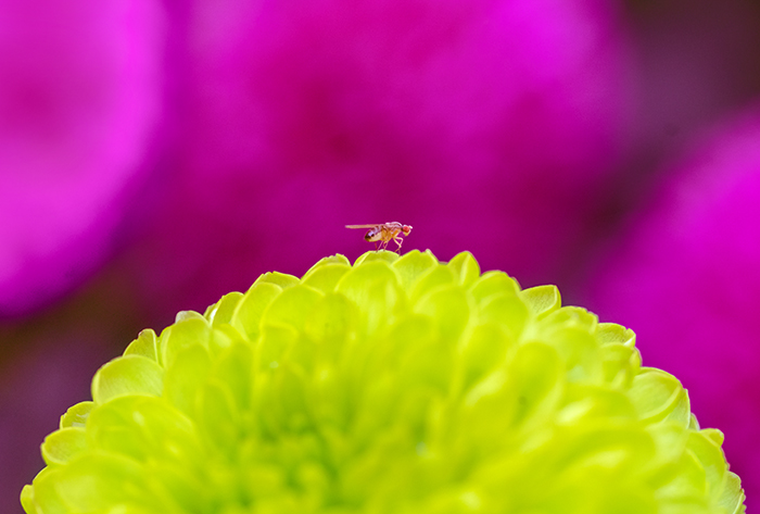 (征稿中）编号 ：1089 2026年第29届法国野生动物和自然摄影节（免参赛费，高额奖金） 截稿日期：2026年4月27日