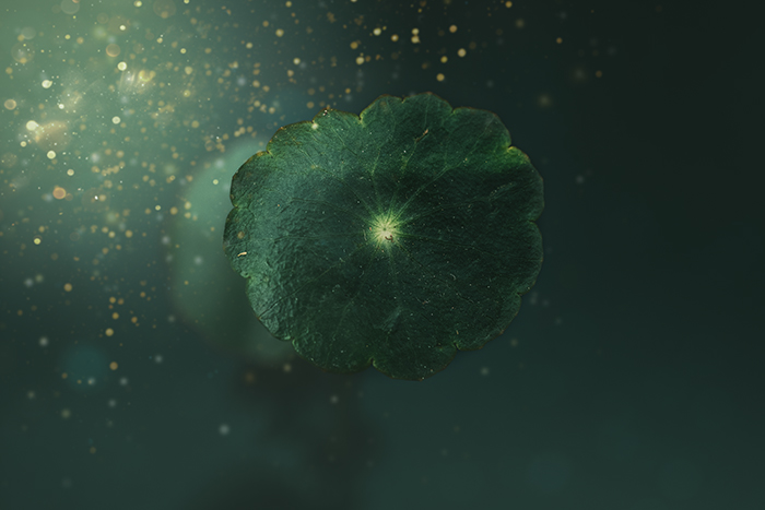 (征稿中）编号 ：1090 2026年荷兰年度自然摄影师大赛（高额奖金）截稿日期：2026年5月29日