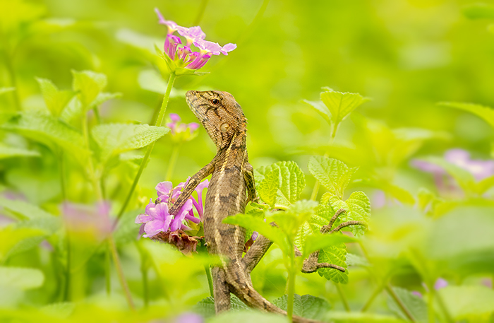 编号 ：413 2019年MontPhoto西班牙国际自然摄影大赛（高额奖金） 截稿日期：2019年4月30日