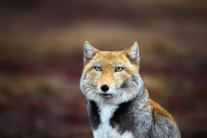 编号 ：471 2019年西班牙第十一届AsisaPhoto国际摄影大赛（免参赛费，高额奖金） 截稿日期：2019年11月24日