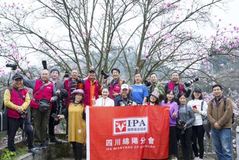 特别的辛夷花，开在IPA绵阳会员的镜头里