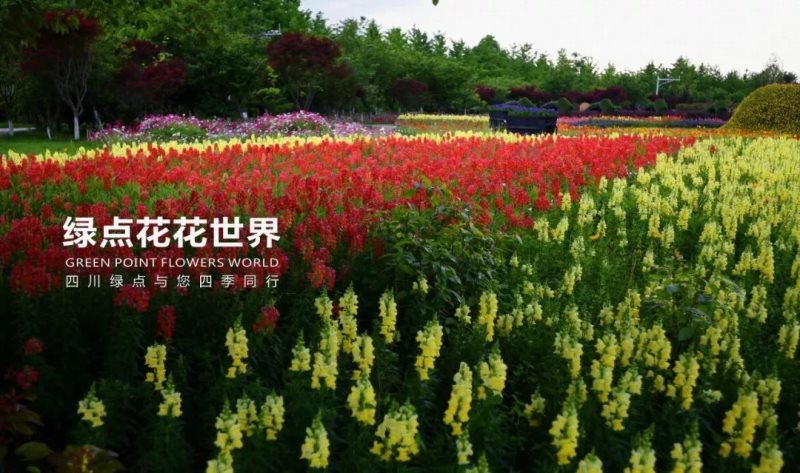 国际摄影协会摄影创作基地——绿点花花世界