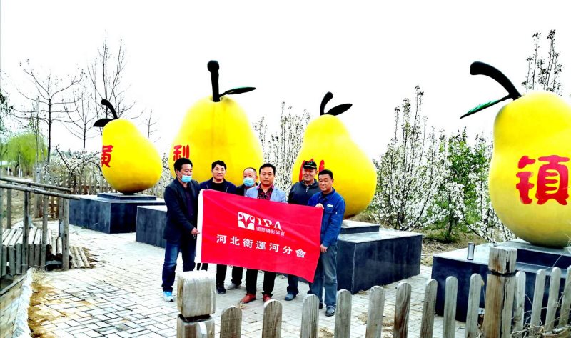 IPA摄影师聚焦中国黄梨第一镇摄影创作