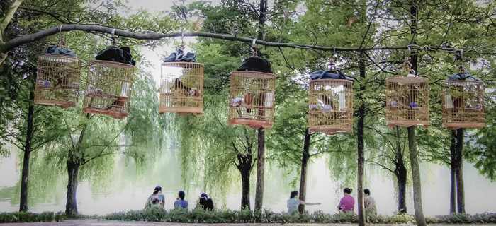 编号 ：548 2020年“天府之国”国际摄影大赛结果揭晓，IPA获1铜2优秀奖
