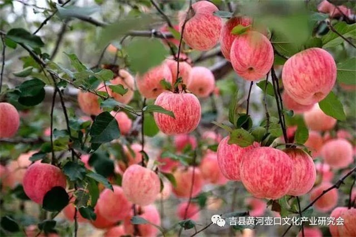 “吉县苹果”杯果业摄影大赛征稿启事