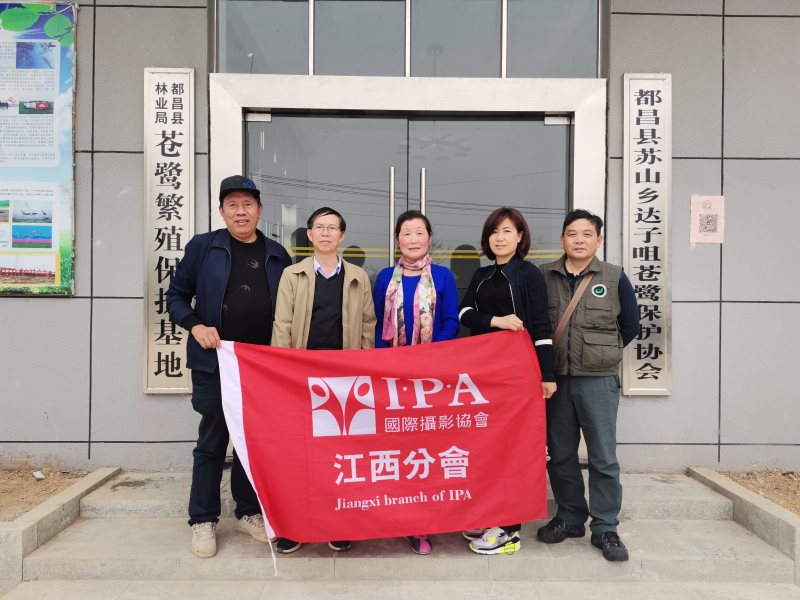 IPA江西摄影师聚焦达子咀苍鹭基地摄影创作圆满结束