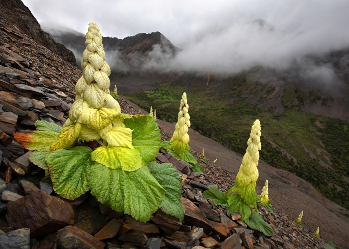 2022年度世界野生动物摄影师年赛（WPY）公布获奖名单，李志纲获得高度推荐奖（编号686）