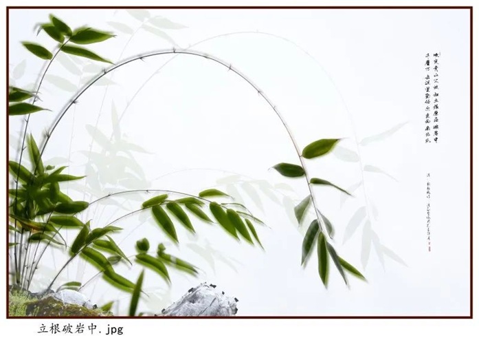 【7月2日】花卉摄影+户外创作应急保健防控公益讲座精彩开讲，邀请您参加