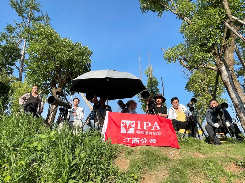 IPA江西分会会员聚焦抚河拍摄野生鸟捕鱼创作