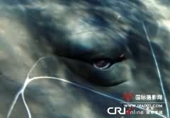 摄影师与鲸鱼近距离接触 透过眼睛“看心灵”
