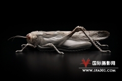 德国静物摄影师创意之作：昆虫鞋