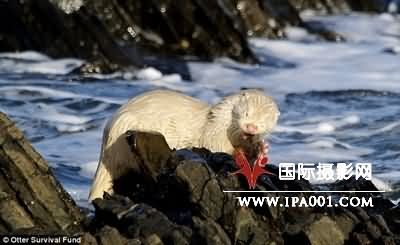图：英国摄影师抓拍到罕见白化水獭