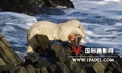 图：英国摄影师抓拍到罕见白化水獭