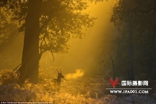 本·霍尔凭借他的这张沐浴在金色晨曦之下的雄鹿获得好评。