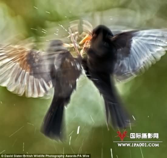 这张黑鸟搏斗的照片是大卫·斯拉特拍摄，获得野生动物行为奖。