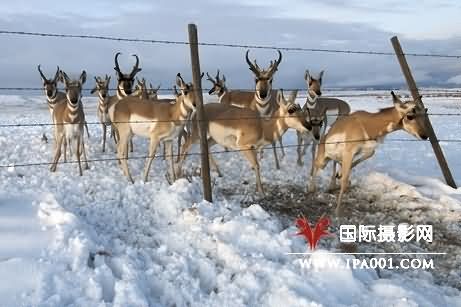 美摄影师追踪拍摄到叉角羚大迁徙