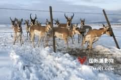 美摄影师追踪拍摄到叉角羚大迁徙