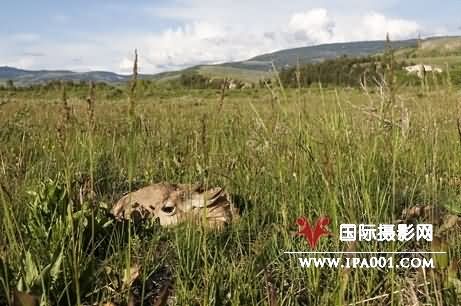 美摄影师追踪拍摄到叉角羚大迁徙
