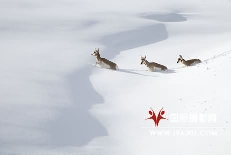 美摄影师追踪拍摄到叉角羚大迁徙