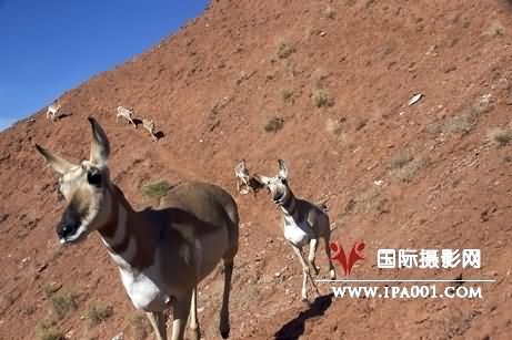 美摄影师追踪拍摄到叉角羚大迁徙