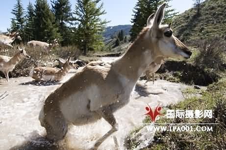 美摄影师追踪拍摄到叉角羚大迁徙