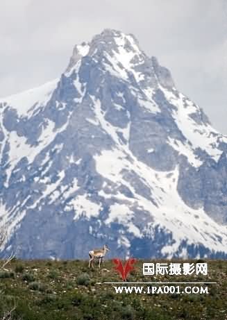 美摄影师追踪拍摄到叉角羚大迁徙