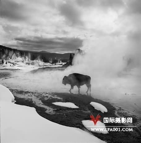 在黄石公园大间歇泉的溪流中穿行的野牛