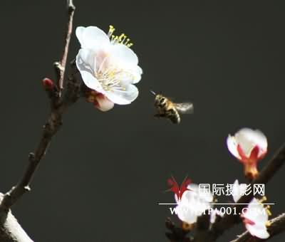 点击在新窗口中打开图片