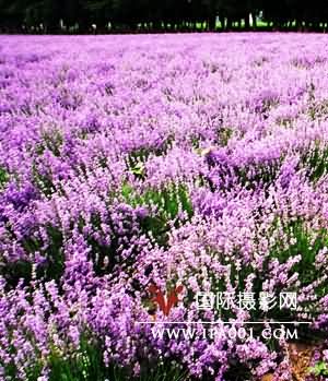 点击在新窗口中打开图片