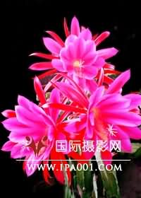 点击在新窗口中打开图片