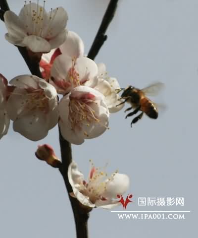 点击在新窗口中打开图片