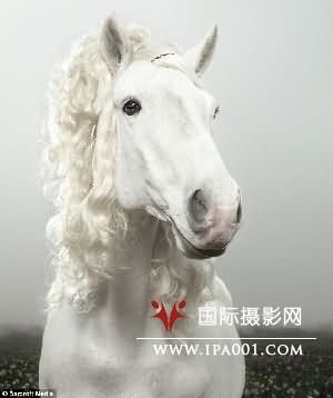 英摄影师独辟蹊径 潮流“发型”让马儿风情万种
