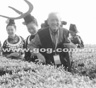 88岁摄影大师“醉”在茶海
