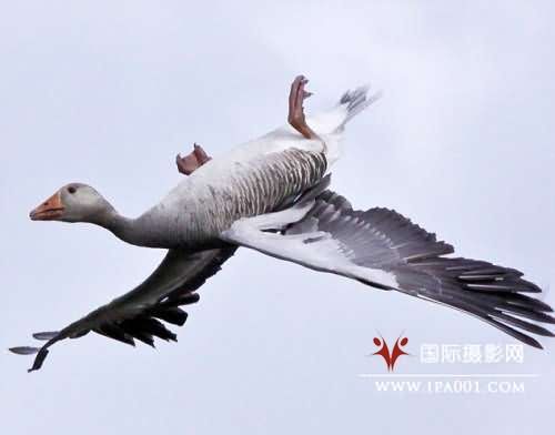 英摄影师拍到灰雁倒立飞行减速瞬间(组图)