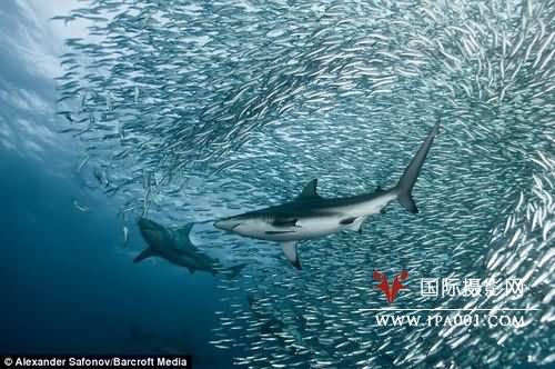 水下摄影师拍摄到海豚群“排队进餐”(组图)