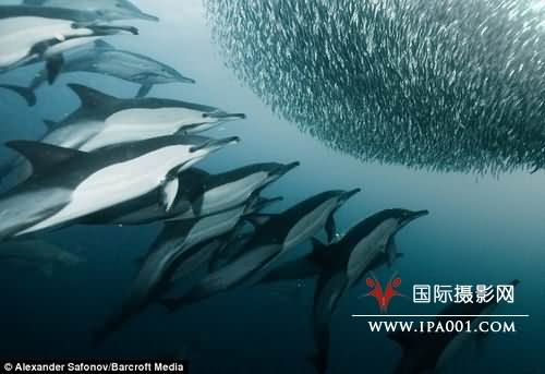 水下摄影师拍摄到海豚群“排队进餐”(组图)