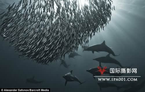 水下摄影师拍摄到海豚群“排队进餐”(组图)