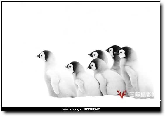 『摄影奖项』年度旅行摄影师奖 TPOY 2009 『摄影奖项』年度旅行摄影师奖 TPOY 2009